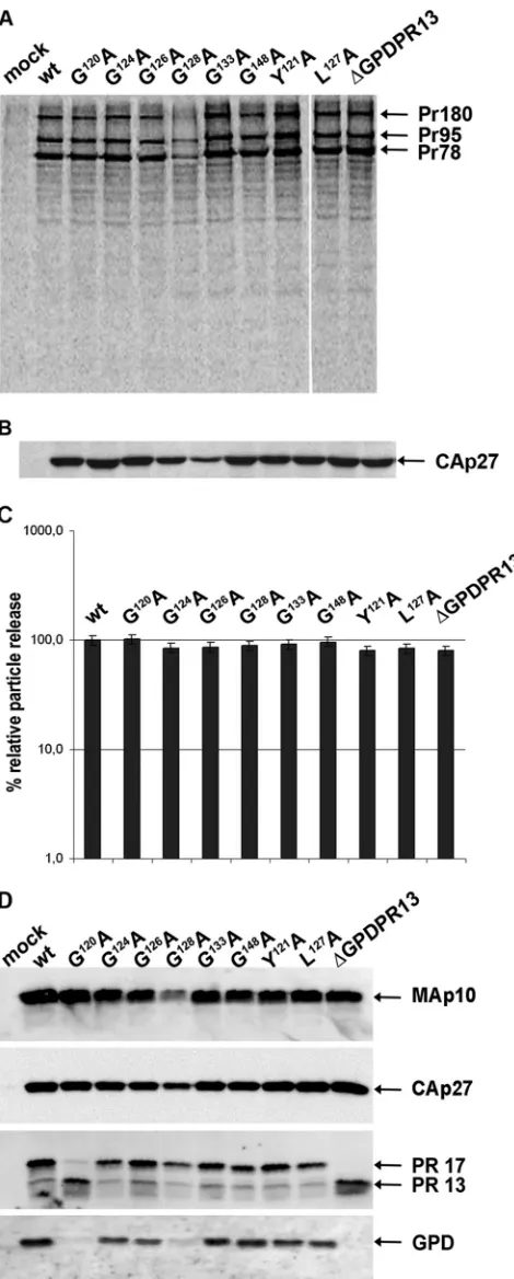 FIG 2 Synthesis, release, and processing of wild-type M-PMV and GPD mu-tants. HEK 293T cells were transfected with wild-type or mutant M-PMVproviral DNAs