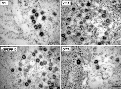 FIG 4 Relative infectivity of M-PMV GPD mutants, determined by a single-round assay. HEK 293T cells were cotransfected with wild-type or GPD mu-tant pSARM-EGFP and pTMO vectors