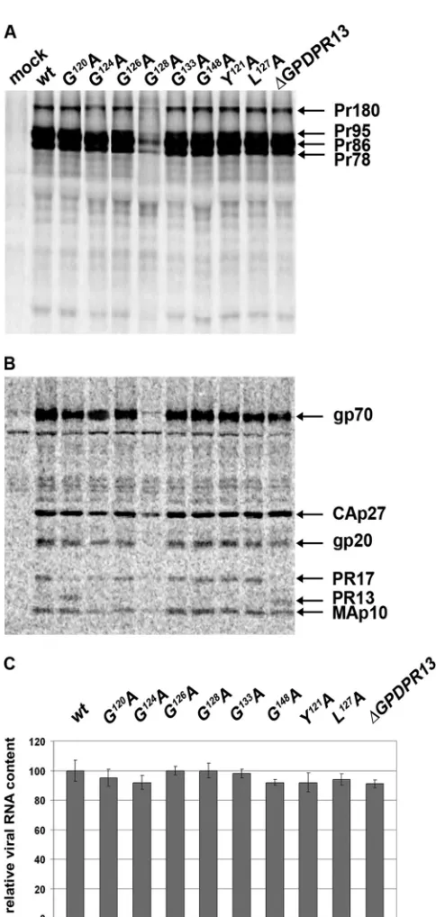 FIG 5 Expression of envelope glycoproteins and incorporation of mRNA intoreleased particles