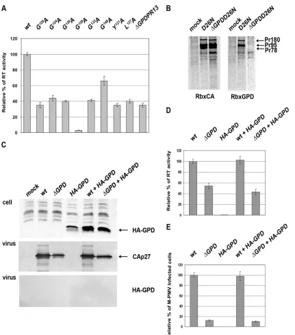 FIG 6 Reverse transcriptase activity and analysis of Gag-Pro, Gag-Pro-Pol, and hemagglutinin (HA)-GPD incorporation into M-PMV