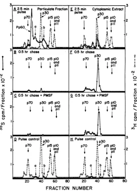 FIG.a PF andCE,pg ofBSA of respectively, pulse-labeling. polypeptides. with acid-labeled and 200 pi of without in medium