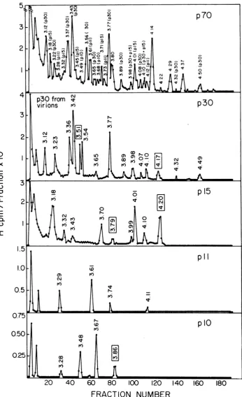 FIG. 7.preparedlabeled Tryptic peptide analysis ofFeLV virion p70, p30, pl5, pll, and p1O