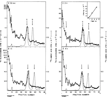 FIG.8.cellacid-labeled60-mmexposedof Kinetic analysis of intracellular viral glycoprotein synthesis