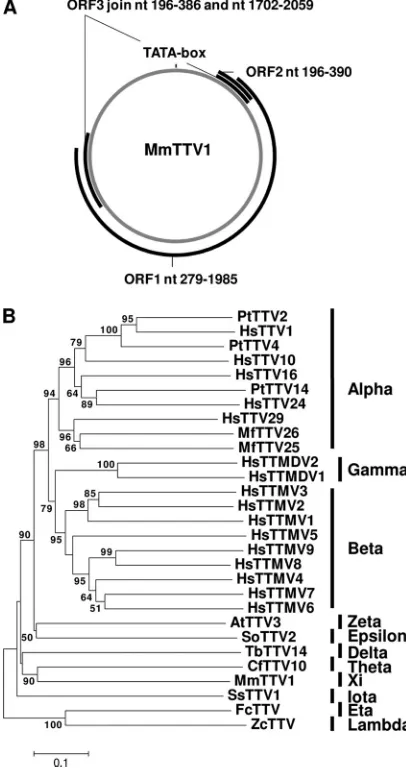 TABLE 2 Pairwise sequence distance between ORF1 nucleotidesequences for the indicated anelloviruses