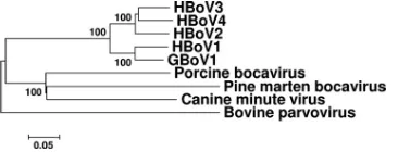 FIG 3 Phylogenetic trees of the partial amino acid sequences of the VP2protein of the pine marten bocavirus and other selected bocaviruses