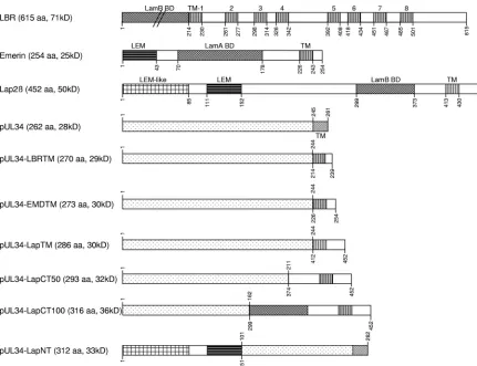 TABLE 1 Primers used for construction of chimeric genesa