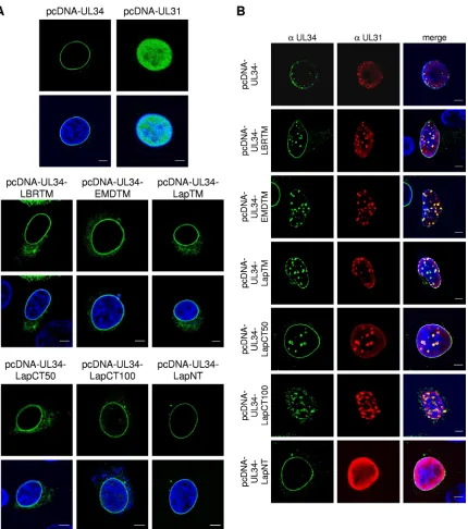 FIG 2 Localization of pUL34 and pUL34 chimeras. RK13 cells were transfected either singly with pcDNA-UL34, pcDNA-UL34-LBRTM, pcDNA-UL34-EMDTM, pcDNA-UL34-LapTM, pcDNA-UL34-LapCT50, pcDNA-UL34-LapCT100, or pcDNA-UL34-LapNT, (A) or cotransfected with pcDNC-U
