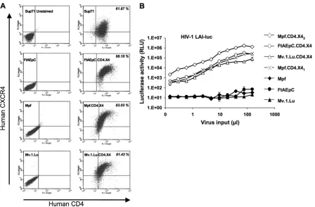 FIG 4 Mustelidae cell lines with functional HIV-1 entry receptors. FIV vectors that coencode thewith puromycin selection