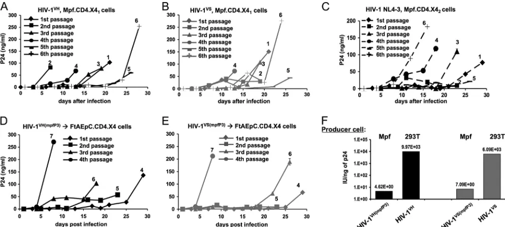 FIG 6 Sequencing of HIV-1original mutations used to separate the integrase andVH(mpfP3) and HIV-1VS(mpfP3) viruses isolated from passage 3 of HIV-1VH and HIV-1VS on the Mpf.CD4.X41 cell line