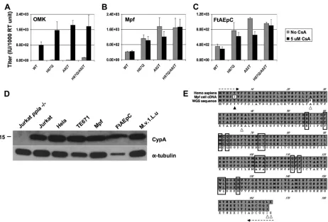 FIG 9 VLP saturation experiments in ferret cells. FRhK4, Mpf, and FtAEpC cells were infected with a ﬁxed dose of wild-type HIV-1 GFP (A) and capsid mutantsH87Q (B), A92T (C), and H87Q/A92T (D), in the presence of increasing amounts of HIV-1 VLPs