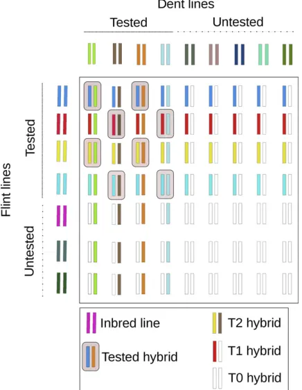 Figure 1 Schematic visualization of the strategy for distinguishing thetested hybrids in the training set and T2, T1, and T0 hybrids in thevalidation set.