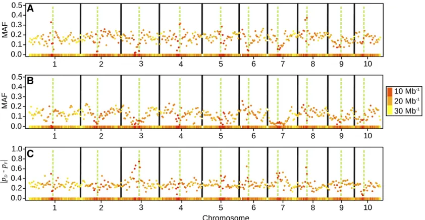 Figure 2 (A and B) Average minor allele frequency (MAF) of SNP within consecutive bins of 5-Mb width along the chromosomes, for Dent lines (A) andFlint lines (B)