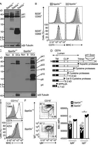 Figure 4. Proteolytic processing and intra-cellular retention of CD74 requires SPPL2A.were probed with In-1 antibody against the CD74 N-terminal tail and then stripped and reprobed with antibody to forms of CD74 are indicated