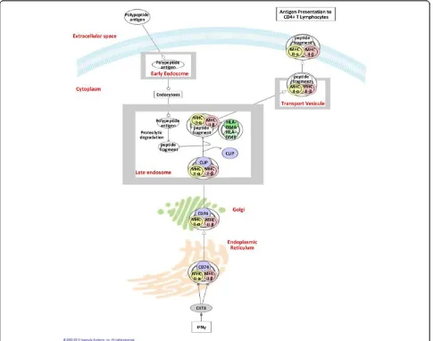 Figure 3 Major histocompatibility class II related molecules and antigen presentation process