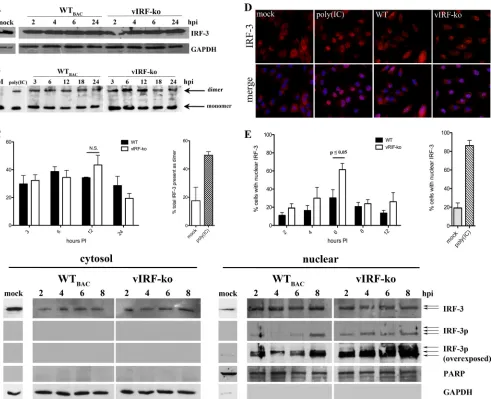 FIG 7 Nuclear accumulation of IRF-3 is inhibited during WTlocalization. A representative image at 6 hpi is shown (magniﬁcation,countingnuclear lysates were analyzed by SDS-PAGE for total IRF-3 (FL-425) and phospho-Ser396 IRF-3 (IRF-3p)