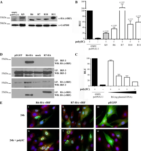 FIG 8 R6 vIRF inhibits IRF-3-mediated transcription. RRV vIRFs (R6, R7, R10, and R11) were C-terminally tagged with HA, cloned into pcDNA3.1(�) usingoligonucleotides listed in Table 2, and transiently transfected