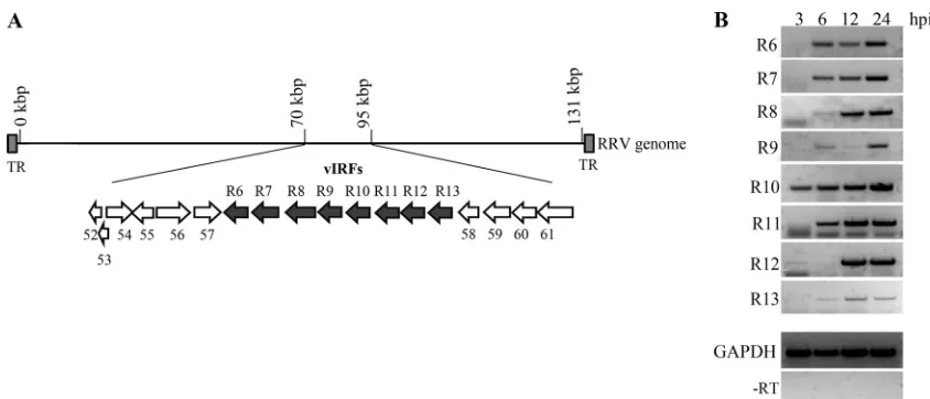 TABLE 2 Oligonucleotide pairs used to generate vIRF constructs