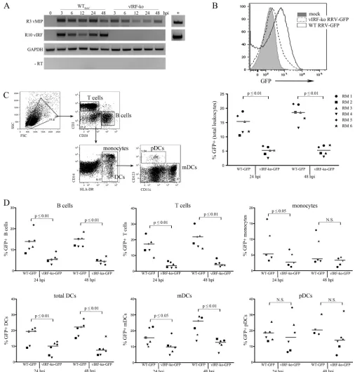 FIG 4 RRV or vIRF-ko RRV (MOIRNA, and GAPDH was detected by using 50 ng RNA per sample