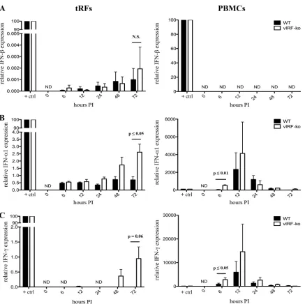 FIG 5 Induction of type I and type II IFN during RRV infection. Telomerized RFs (tRFs) and ESPF rhesus macaque PBMCs were infected with WTPBMCs treated with recombinant human IFN-BAC RRV orvIRF-ko RRV (MOI � 1), and RNA was extracted at the indicated time 