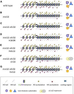 Figure 6 Bypassing an essential acetyltransferase bychallenges. A promoter region and a coding region(blue) separated by the transcriptional start point (ar-row) are represented for each genetic condition