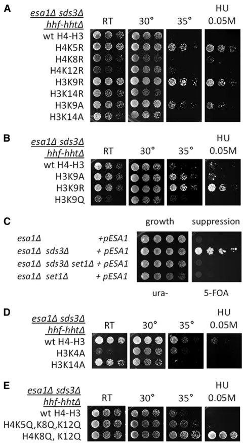 Figure 2 Mutation of histone residues enhanced esa1Δ sds3Δ ﬁtness. (A)The H3K9R mutant suppressed esa1Δ sds3Δ temperature and DNA dam-age sensitivity