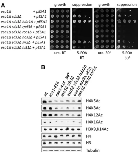 Figure 3 Distinct functional interactions ofAsf1 chaperone and other conditions leading to a G2/M block have beenassociated with decreased histone H3 levels (Feser(LPY17966), andStrains tested were wild type (LPY79),tions