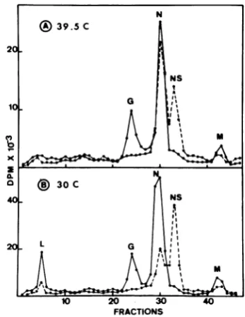 FIG. 2. 052. Intracellular nucleocapsids proc HeLa cells were infected in theduced