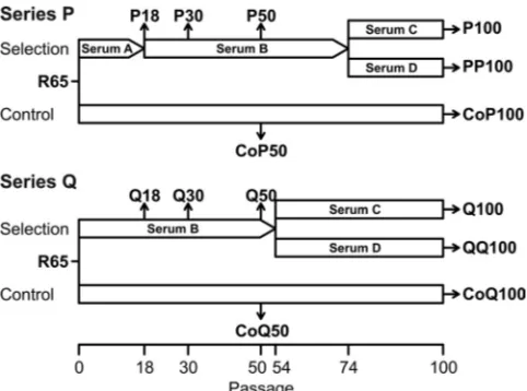 FIG 1 Schematic of virus passaging. The design of the passaging experimentsis shown, accompanied by the designations of sera and virus isolates for seriesP and Q