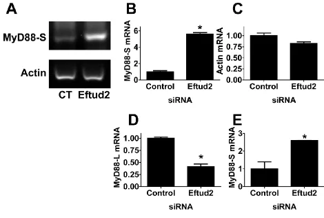 Figure S3   RT-PCR demonstrates that Eftud2 regulates the alternative mRNA splicing of MyD88