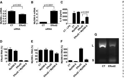 Figure 6 Eftud2 regulates innatethat bracket MyD88 exon 2 and that therefore simultaneously generate a 280-bp product corresponding to MyD88ed products were analyzed by agarose gel electrophoresis