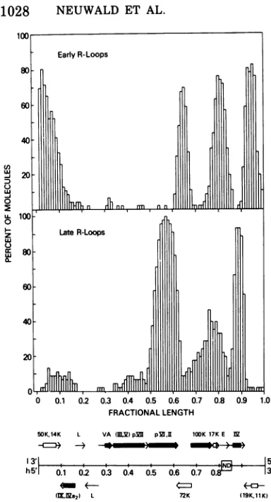 FIG. 9.fromFig.isatedaccumulatedrepresentativeneticcussedisheavyofmapAbbreviations:andhybrids.tioncodeindicateknownlatebyvirus-associated,withinunknown indicated representative Ad2 these Comparison of the R-loop patterns gener- by early and late Ad2 RNA an