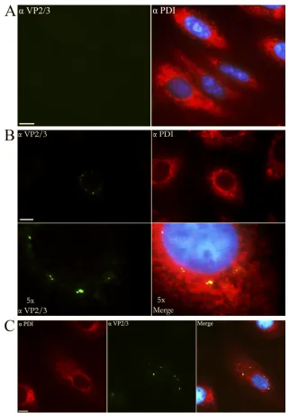FIG 1 Exposure of minor capsid proteins VP2/3 within the ER. CV-1 cells were infected with SV40, ﬁxed in cold methanol, and then stained for VP2/3 (FITC)and ER marker PDI (Cy3)