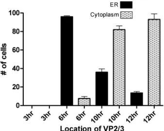 FIG 2 Localization of the VP2/3 immunostain over time. Experiments werecarried out in triplicate, in which a total of 100 � 3 cells, immunostained forVP2/3, were examined at each time point