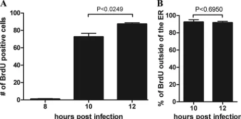 FIG 4 Cells from the same experiment as in Fig. 3 were ﬁxed at 12 hpi and likewise were immunostained for BrdU (Cy3) and ER marker PDI (FITC)