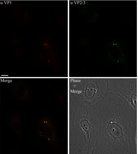 FIG 8 Exposure of VP2/3 precedes exposure of the genomic DNA. Representative 6- and 10-h samples from the experiment summarized in Fig