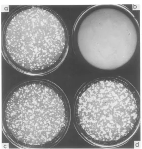 FIG. 5.expressionnonpermissive Suspension culture system containing casein is presented to indicate the plasminogen activator of ts GI202-infected cells (a and b) and ts GI253-infected cells (c and d) at permissive (a and c) and (b and d) temperatures.