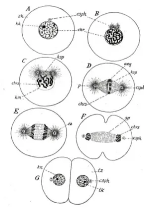 Fig. 14.2:  Nuclear Division as illustrated by Weismann (1904, vol.1:  288) 
