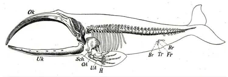 Fig.14.3:  Residual pelvic bones of a whale  (from Weismann 1904, vol.2:  313) 