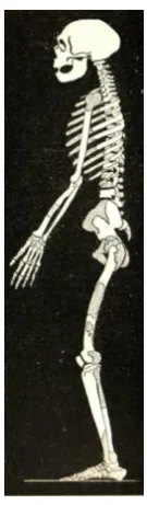 Fig.19.1.   Reconstruction of the Neanderthal from  La Chapelle aux Saints by Boule (1923: 225)        