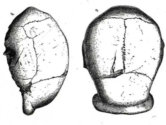 Fig.21.1:  Sinanthropus pekinensis skull             (from Andersson 1934:  117) 