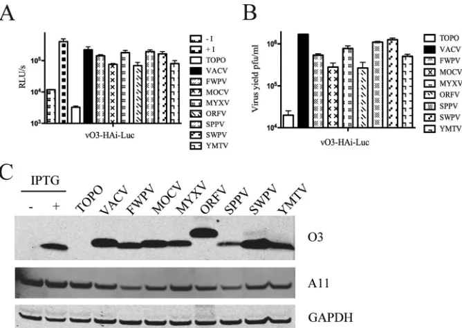 FIG 2 trans-Complementation with chordopoxvirus O3-like proteins. (A and B) trans-complementation with chordopoxvirus O3-expressing plasmids