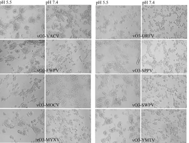 FIG 6 Abilities of O3L chimeric viruses to mediate low-pH-induced syncytium formation