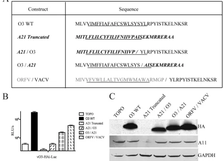 FIG 7 trans-Complementation of O3L chimeric constructs. (A) Sequences of proteins. The constructs are named according to the origins of the N- andC-terminal domains, which are on the left and right sides of the slash, respectively