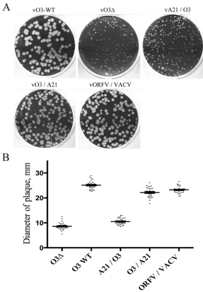 FIG 8 Plaque phenotypes of viruses expressing chimeric O3. (A) Plaquesformed in BS-C-1 cells by recombinant wild-type VACV (vO3-WT), a VACVdeletion mutant (vO3�), and viruses with chimeric O3L ORFs (vA21/O3,vO3/A21, vORFV/VACV) replacing the endogenous O3L
