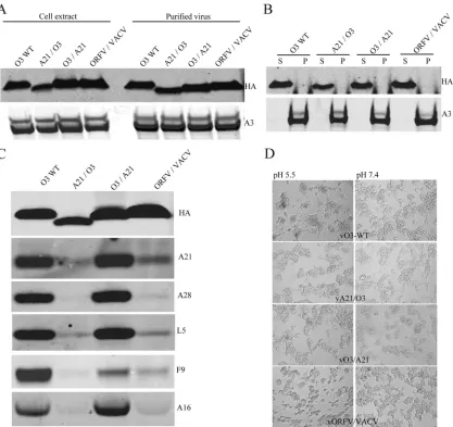 FIG 9 Virion and EFC association of chimeric O3 proteins encoded by VACV. (A) Association of chimeric O3 proteins with virions