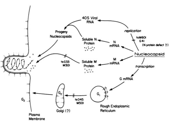 FIG. 6.VSV Schematic diagram illustrating the pathways of maturation of the major structural proteins of and the proposed site of block in virion assembly for certain temperature-sensitive mutants.