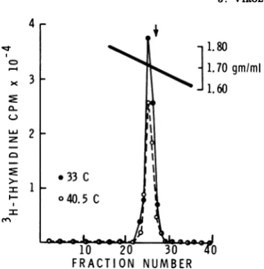 FIG.1.40.50C.sized[3H]TdRfugedatMOIextractedsizedindicates 200C Density gradient analysis ofDNA synthe- in Ad7 (19)-infected HEK cells at 33 and Cultures ofHEK cells were infected with an of 10 PFUlcell and labeled with 5puCi of per ml from 24 to 48 h p.i