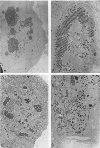 FIG. 2.40.50C.hcell at Electron micrographs ofthin sections ofHEK cells infected with Ad7 (Hu) or Ad7 (19) for 72 or 96 33 or 40.5 C, respectively
