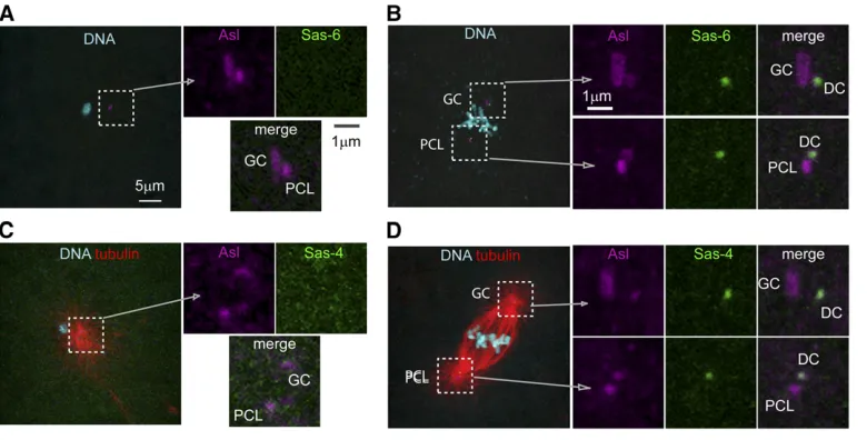 Figure 2 Maternally GFP-taggedﬁAsl labels all centrioles, but Sas-6-GFP (B) or Sas-4-GFP (D) labelsonly two centrioles