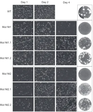 FIG 7 Delay in the propagation of recombinant DENV2 with partial mutations in the two clusters of basic residues